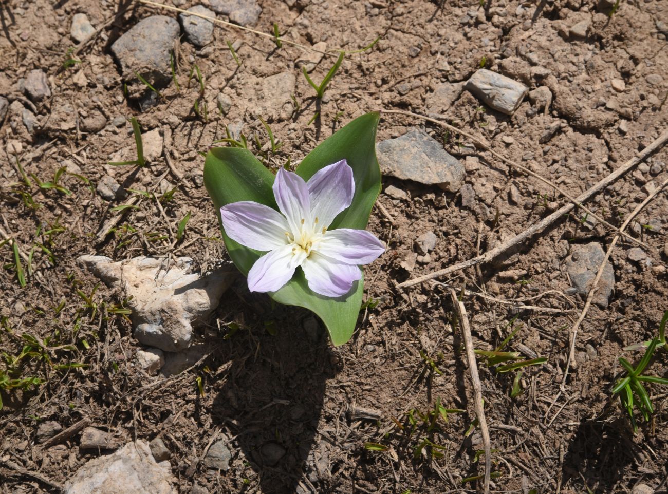 Image of Merendera kurdica specimen.