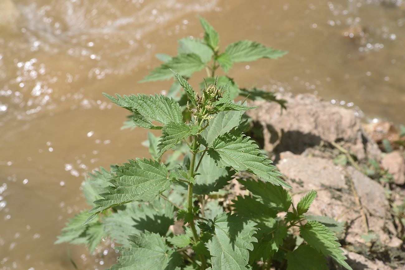 Изображение особи Urtica dioica.