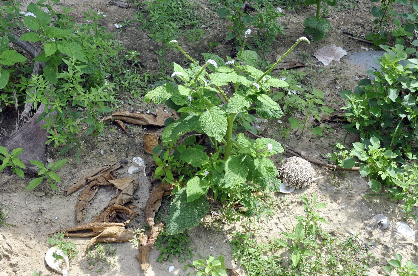 Image of Heliotropium indicum specimen.