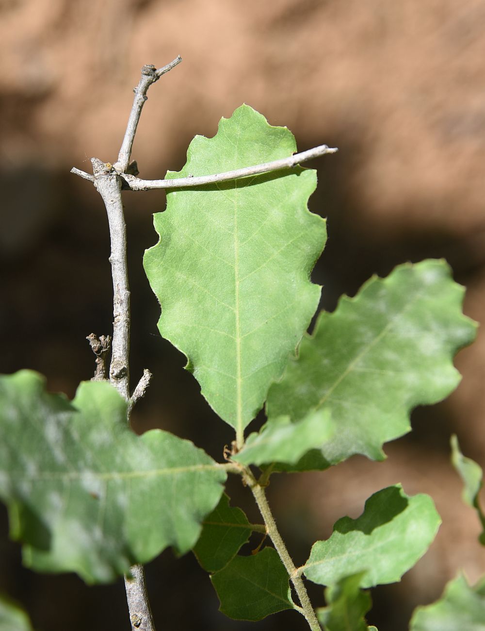 Image of genus Quercus specimen.