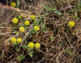 Trifolium campestre