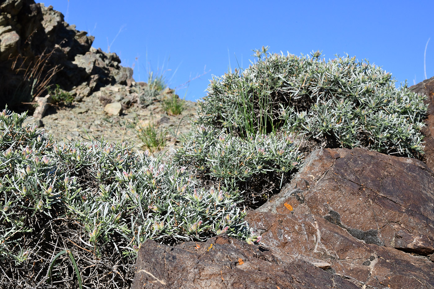 Изображение особи Convolvulus spinifer.