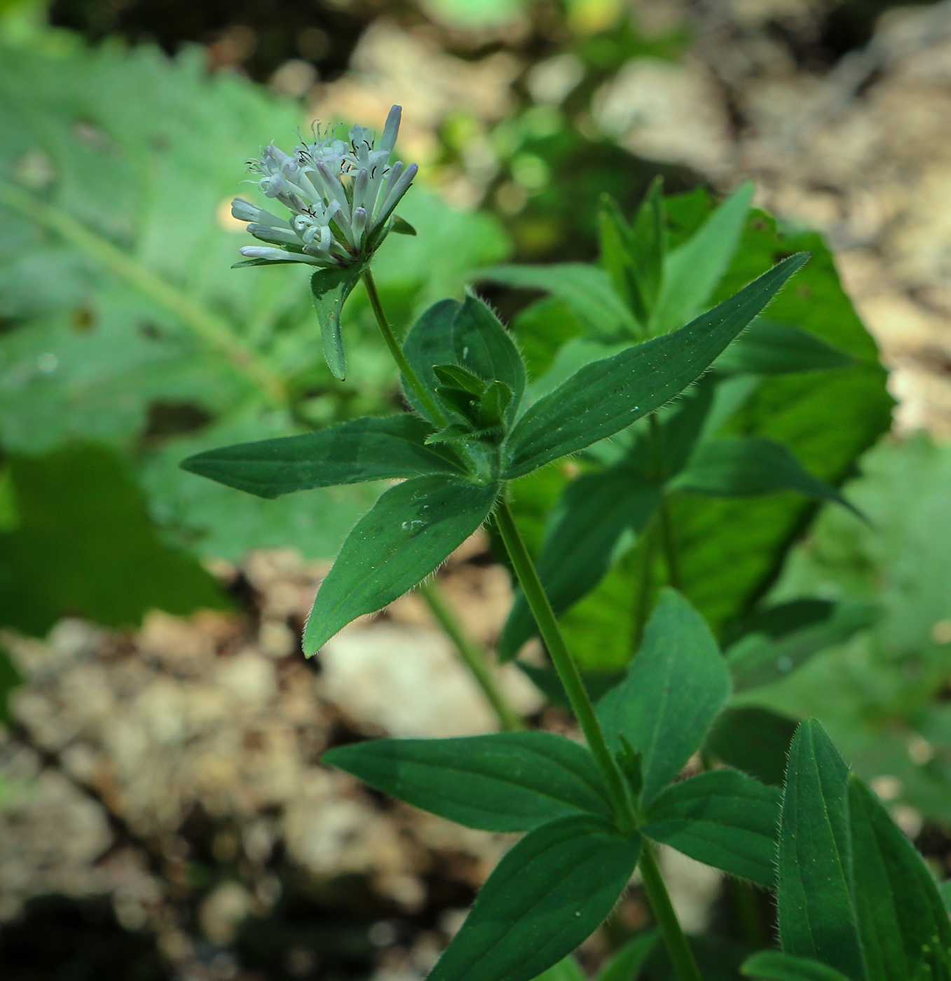 Image of Asperula caucasica specimen.