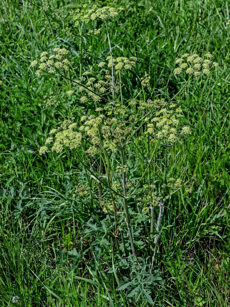 Image of Heracleum sibiricum specimen.