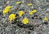 Odontarrhena bertolonii