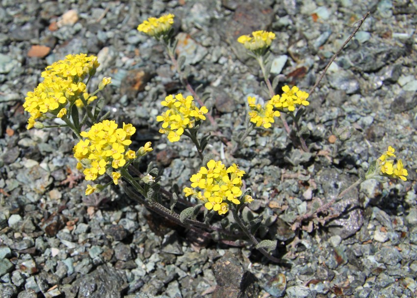 Image of Odontarrhena bertolonii specimen.