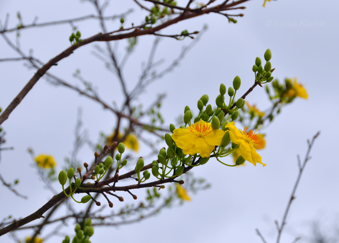 Изображение особи род Ochna.