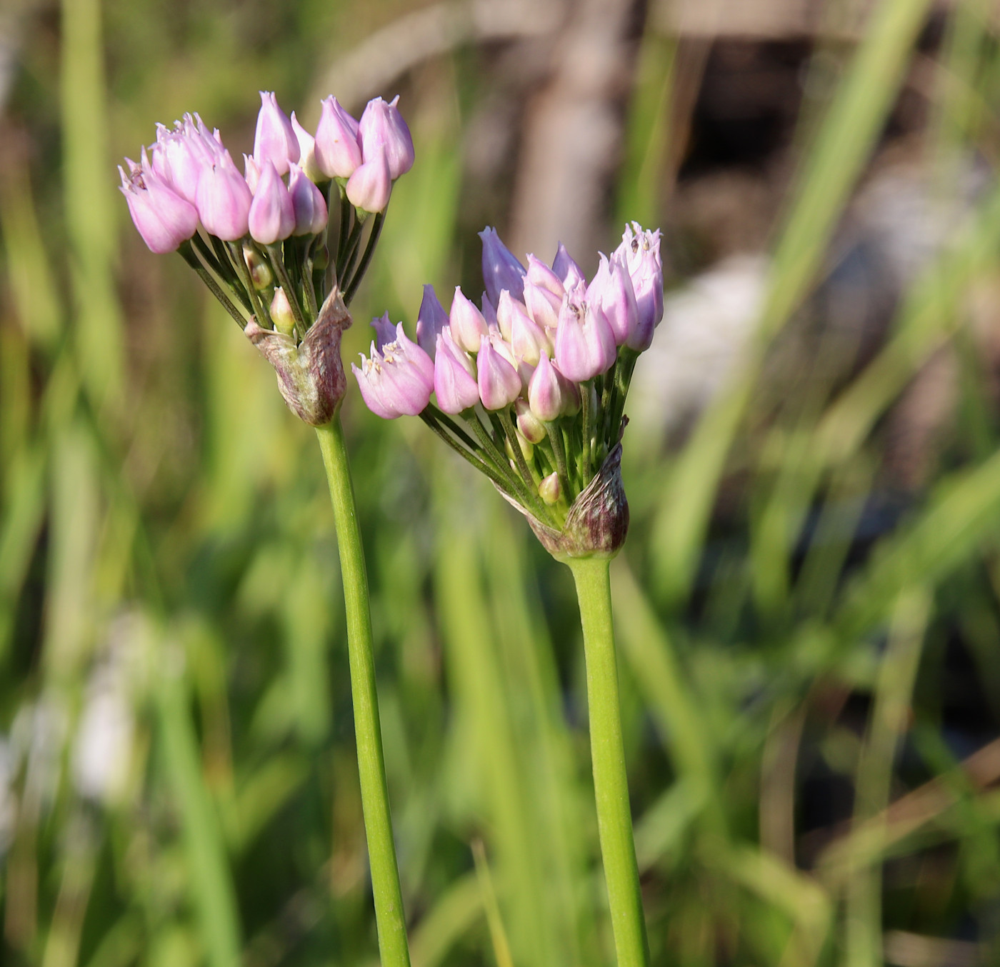 Изображение особи Allium angulosum.
