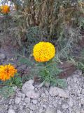 genus Tagetes