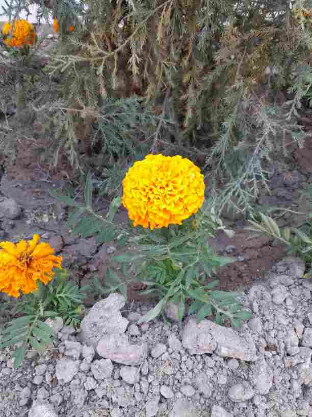 Image of genus Tagetes specimen.