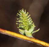 Salix bebbiana. Часть побега с женским соцветием. Приморский край, Пограничный р-н, окр. пгт Пограничный, обочина дороги. 02.05.2026.