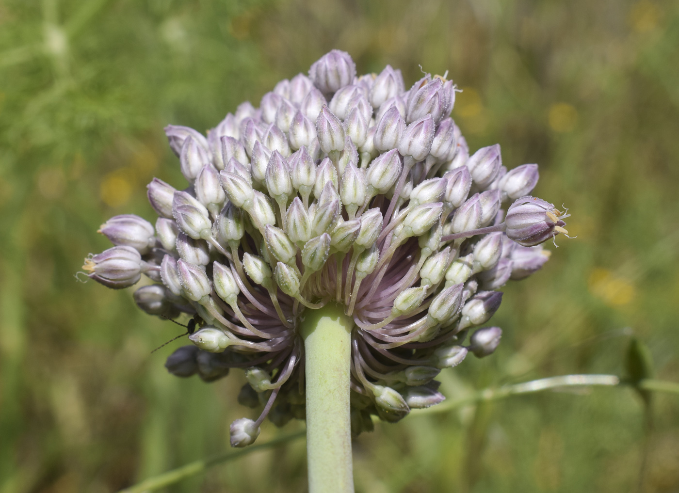 Image of Allium ampeloprasum specimen.
