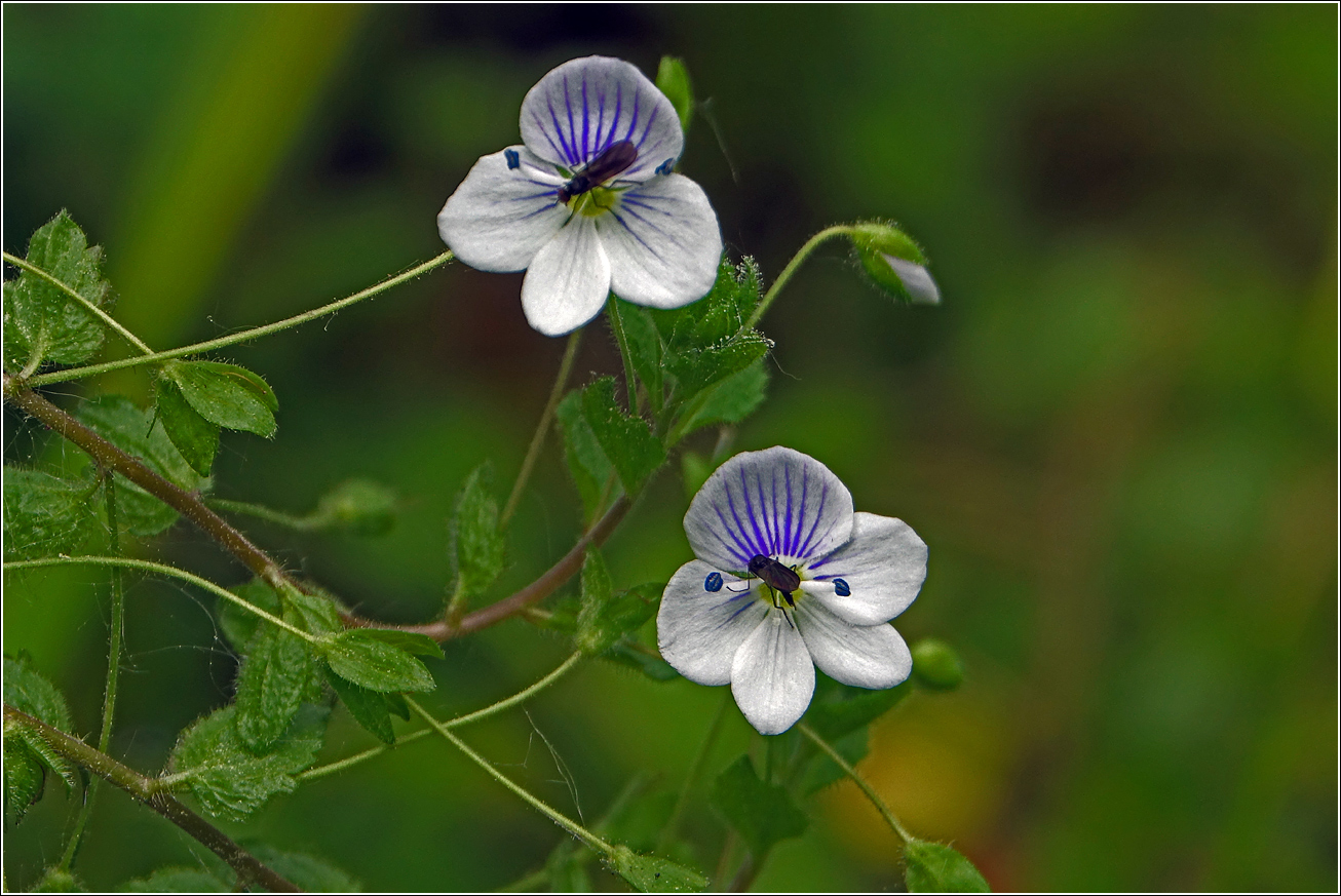 Image of Veronica filiformis specimen.