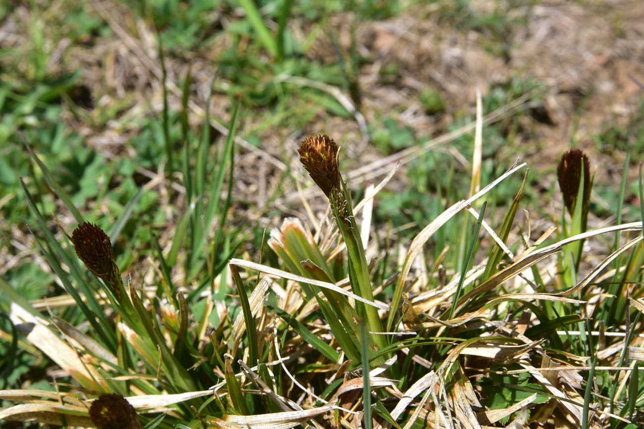 Image of familia Cyperaceae specimen.