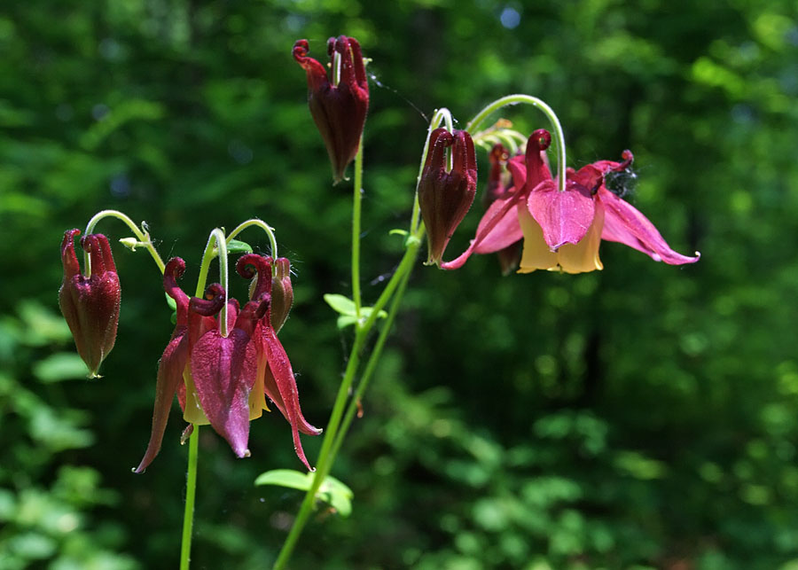 Изображение особи Aquilegia oxysepala.