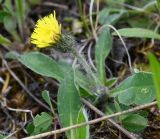 familia Asteraceae