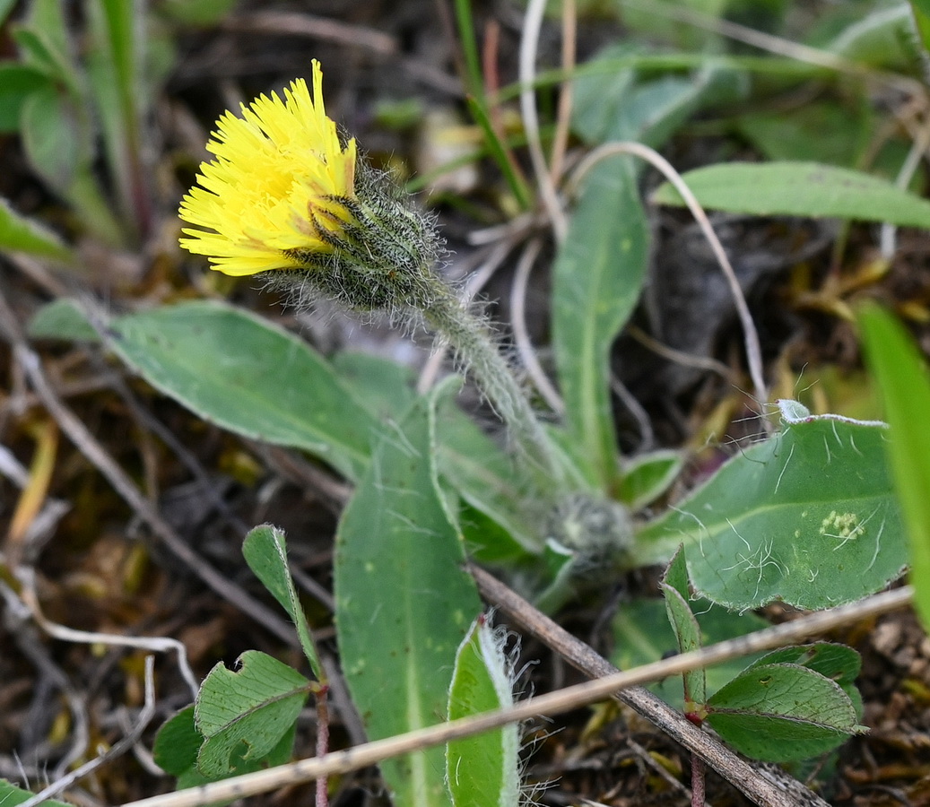 Image of familia Asteraceae specimen.