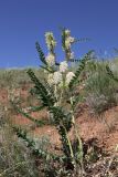 Astragalus vulpinus