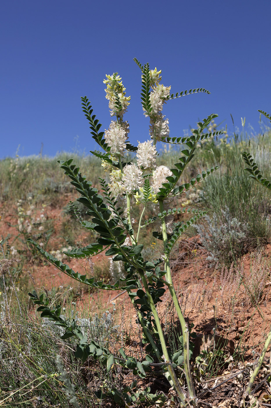 Image of Astragalus vulpinus specimen.