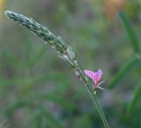 Onobrychis arenaria. Распускающееся соцветие. Московская обл., гор. Подольск, откос автодороги. 03.08.2026.
