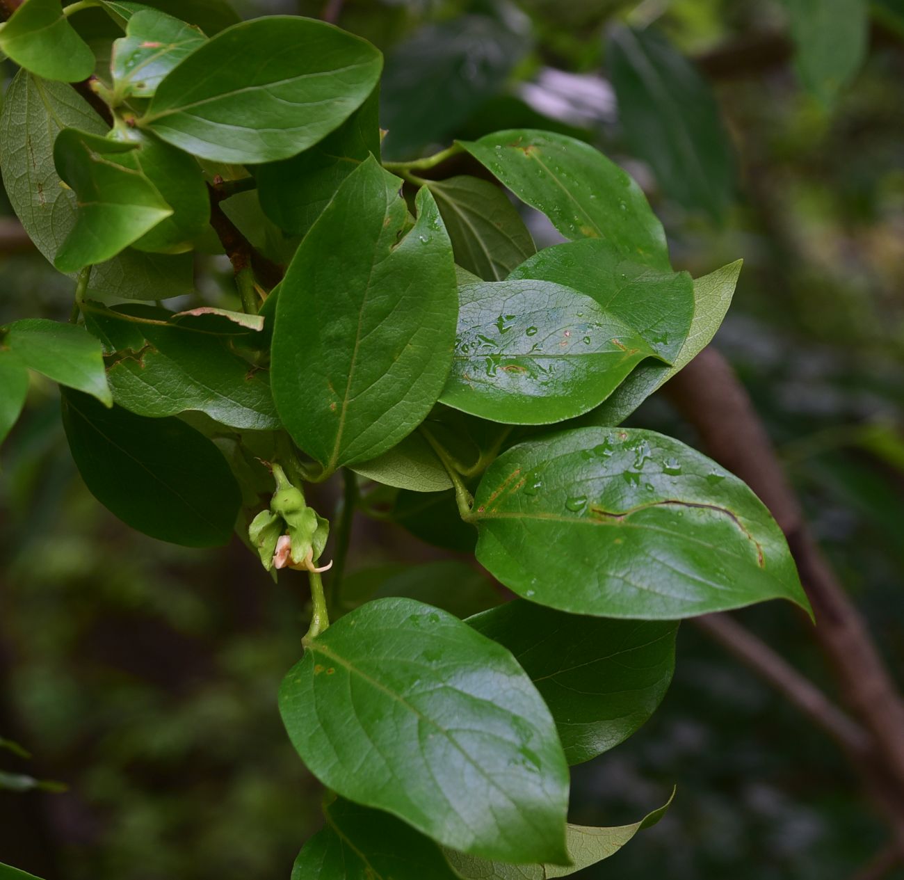Изображение особи Diospyros lotus.
