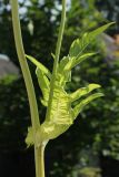 Cirsium oleraceum