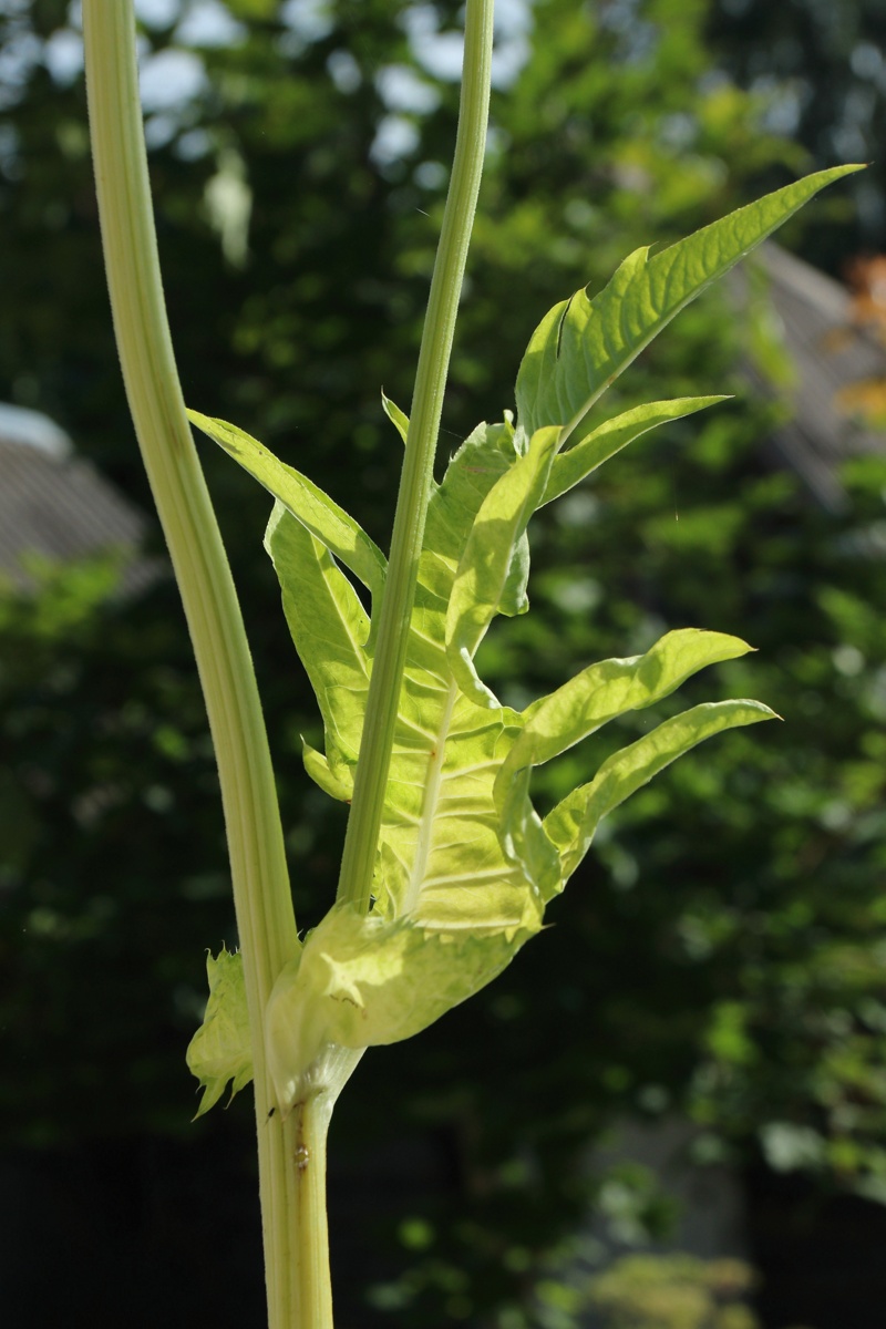 Image of Cirsium oleraceum specimen.