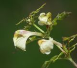 Pedicularis kuznetzovii