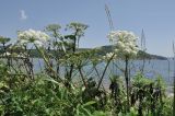 Ligusticum scoticum. Верхушки побегов с соцветиями. Приморье, о. Шкота, коса, каменистый берег моря. 27.06.2026.