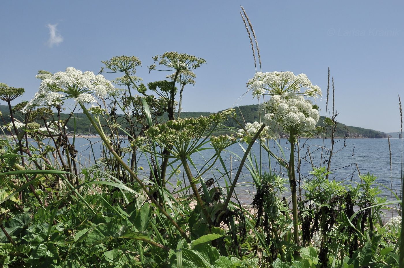 Image of Ligusticum scoticum specimen.