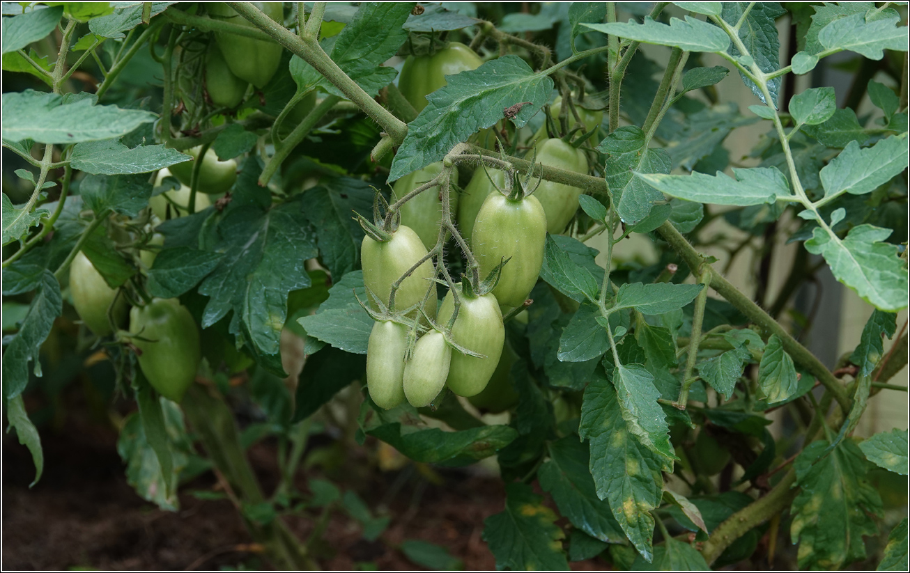 Изображение особи Lycopersicon esculentum.