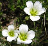 Minuartia arctica. Цветки. Тува, хр. Обручева, р. Сынак. 12.07.2010.