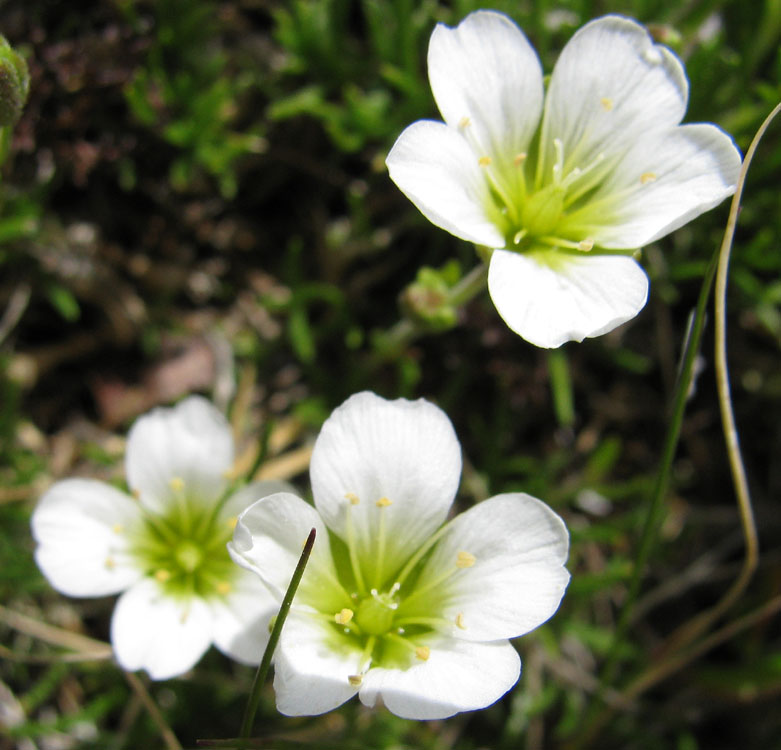 Image of Minuartia arctica specimen.