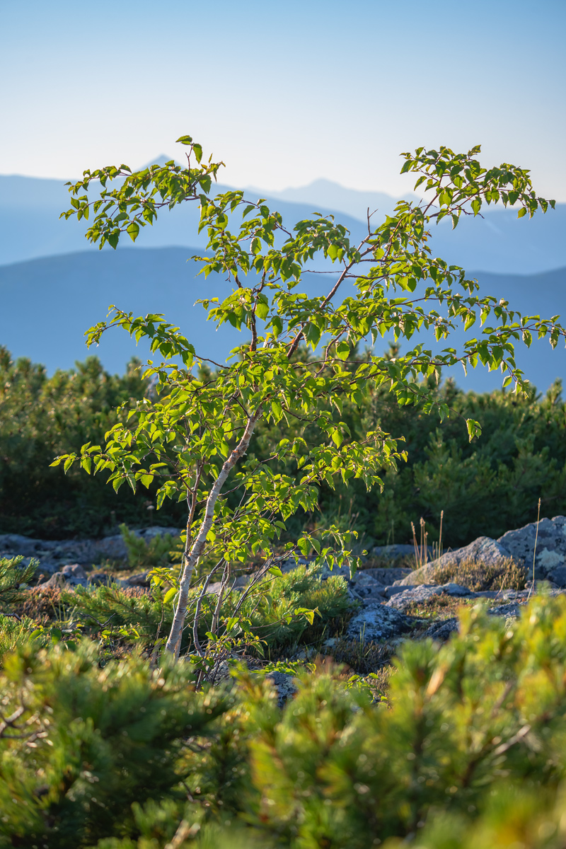 Изображение особи род Betula.