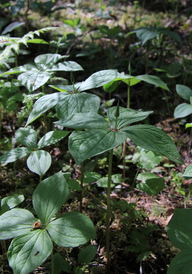 Image of Paris quadrifolia specimen.