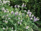 Galega officinalis. Цветущее растение (высота около 1 м). Краснодарский край, окр. Сочи, на обочине дороги к тисо-самшитовой роще. 01.06.2007.