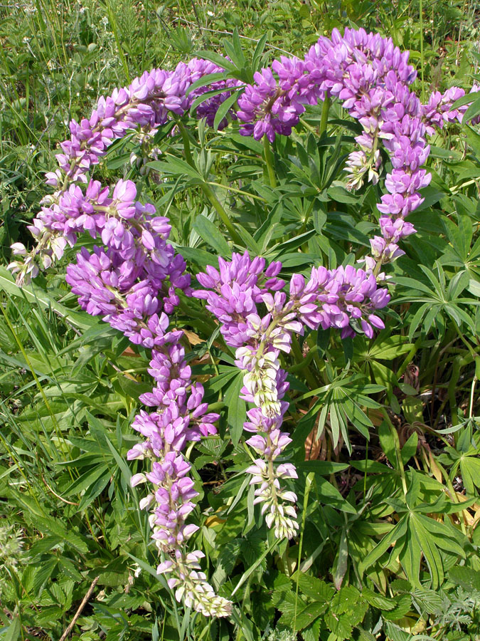 Изображение особи Lupinus &times; regalis.