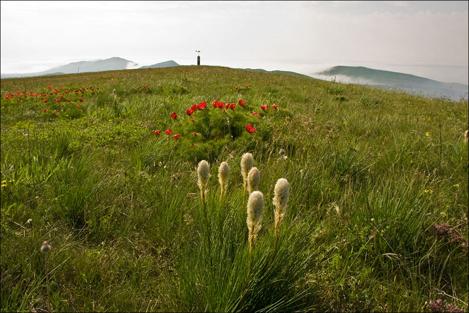 Изображение особи Asphodeline taurica.