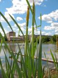 Typha latifolia. Верхушка цветущего растения. Татарстан, г. Лениногорск, пруд. 20.06.2010.