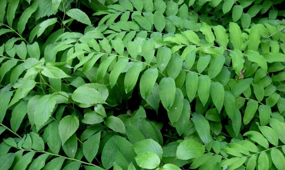 Image of Polygonatum orientale specimen.