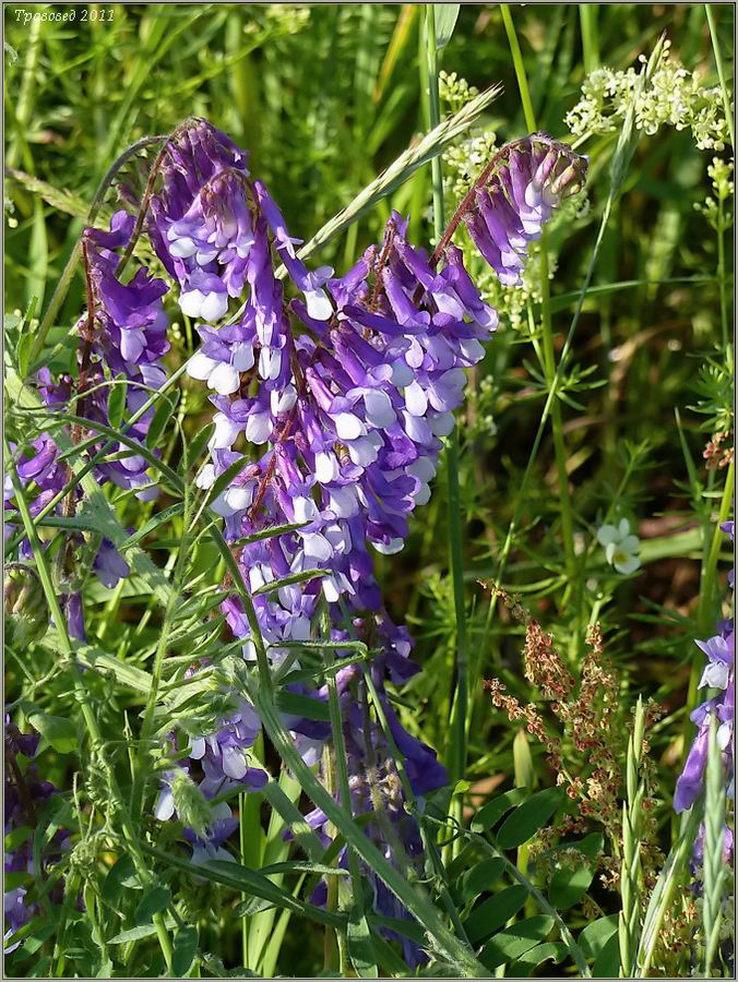 Изображение особи Vicia villosa.