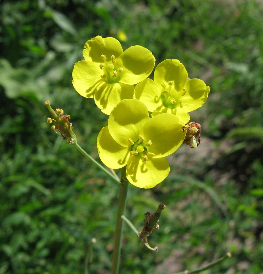 Image of Diplotaxis tenuifolia specimen.