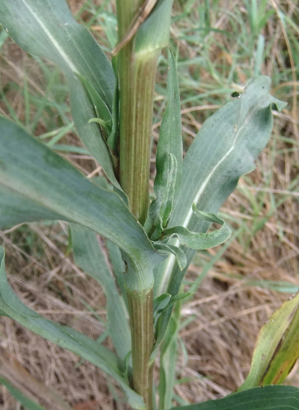 Изображение особи Tragopogon dasyrhynchus.