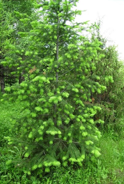 Изображение особи Pseudotsuga menziesii.