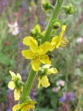 Agrimonia eupatoria. Часть соцветия с цветками и бутонами. Ростовская обл., Октябрьский р-н, окр. станицы Кадамовская. 03.07.2011.