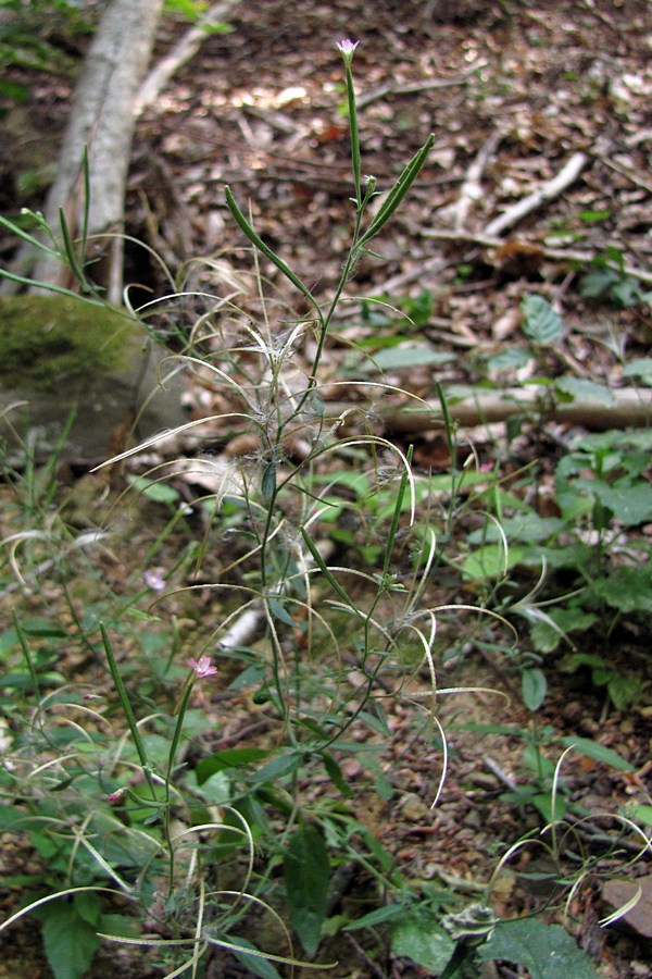 Image of Epilobium lanceolatum specimen.