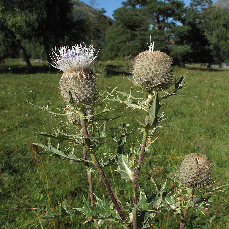 Image of Cirsium pugnax specimen.