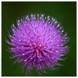 Cirsium canum
