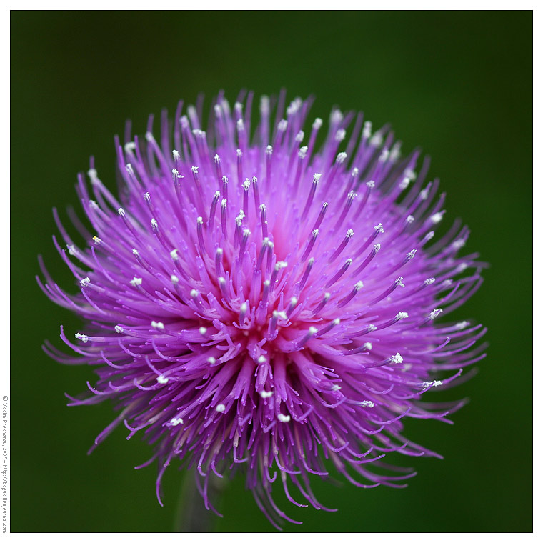 Изображение особи Cirsium canum.