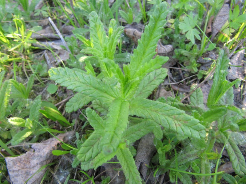 Image of genus Rhinanthus specimen.